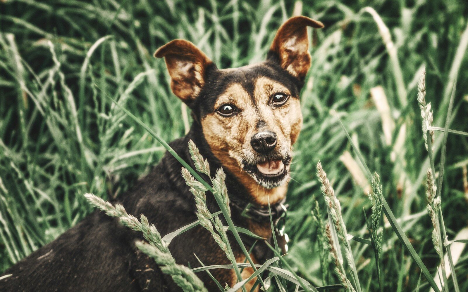 Ticks and your dog in Scotland