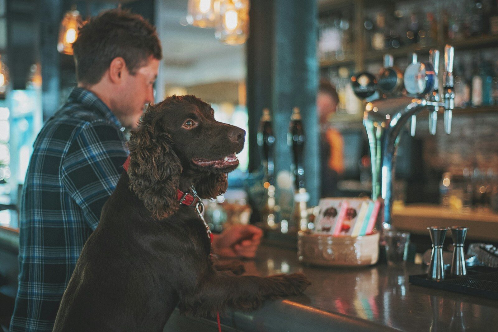 Pet-friendly pubs and restaurants in Scotland