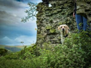 Pet-friendly travel