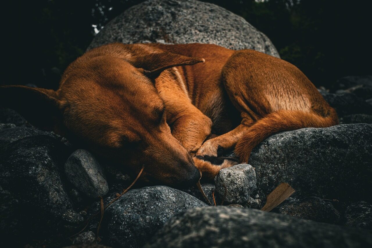 dog, sleeping dog, nature, animal, pet, close up, canine, asleep